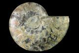 Agatized Ammonite Fossil (Half) - Madagascar #139665-1